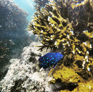 Corais com um peixe azul no centro